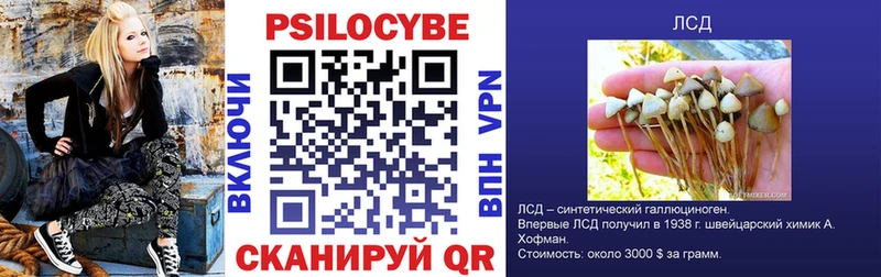 Псилоцибиновые грибы Psilocybine cubensis  Динская 